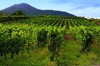 Full-Day Pompeii and Vesuvius Tour with Wine Tasting  9