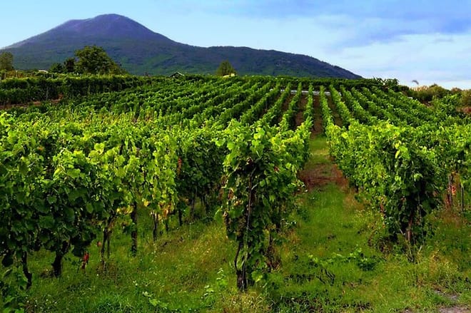 Full-Day Pompeii and Vesuvius Tour with Wine Tasting  9