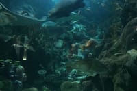 Private Family Day Tour in Guangzhou to Grandview Aquarium and Guangzhou Zoo 7