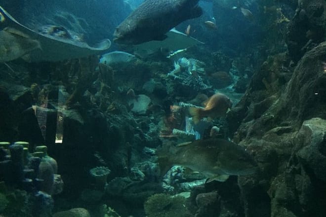 Private Family Day Tour in Guangzhou to Grandview Aquarium and Guangzhou Zoo 7