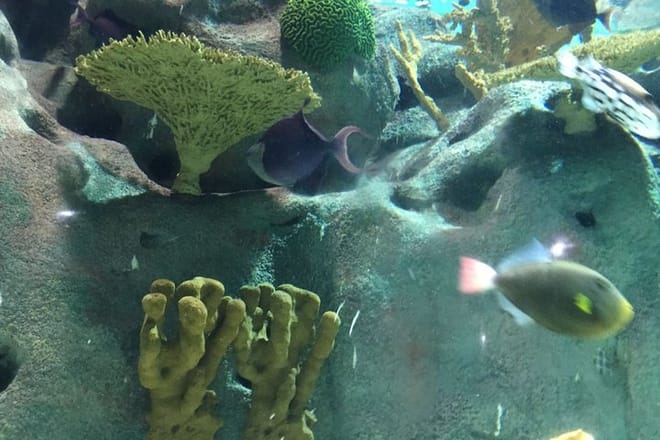 Private Family Day Tour in Guangzhou to Grandview Aquarium and Guangzhou Zoo photo 4