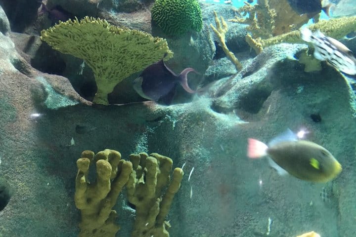 Private Family Day Tour in Guangzhou to Grandview Aquarium and Guangzhou Zoo 4