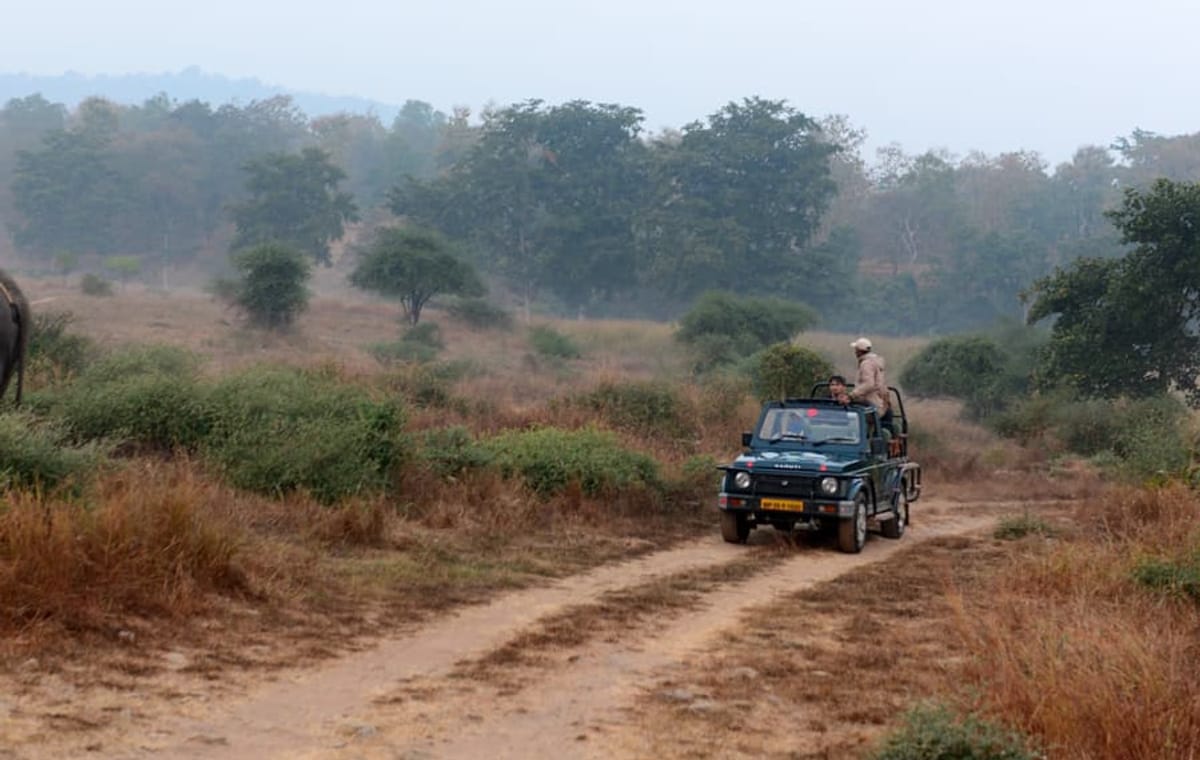 Jungle Majesty & Monumental Marvels: India’s Wildlife and History