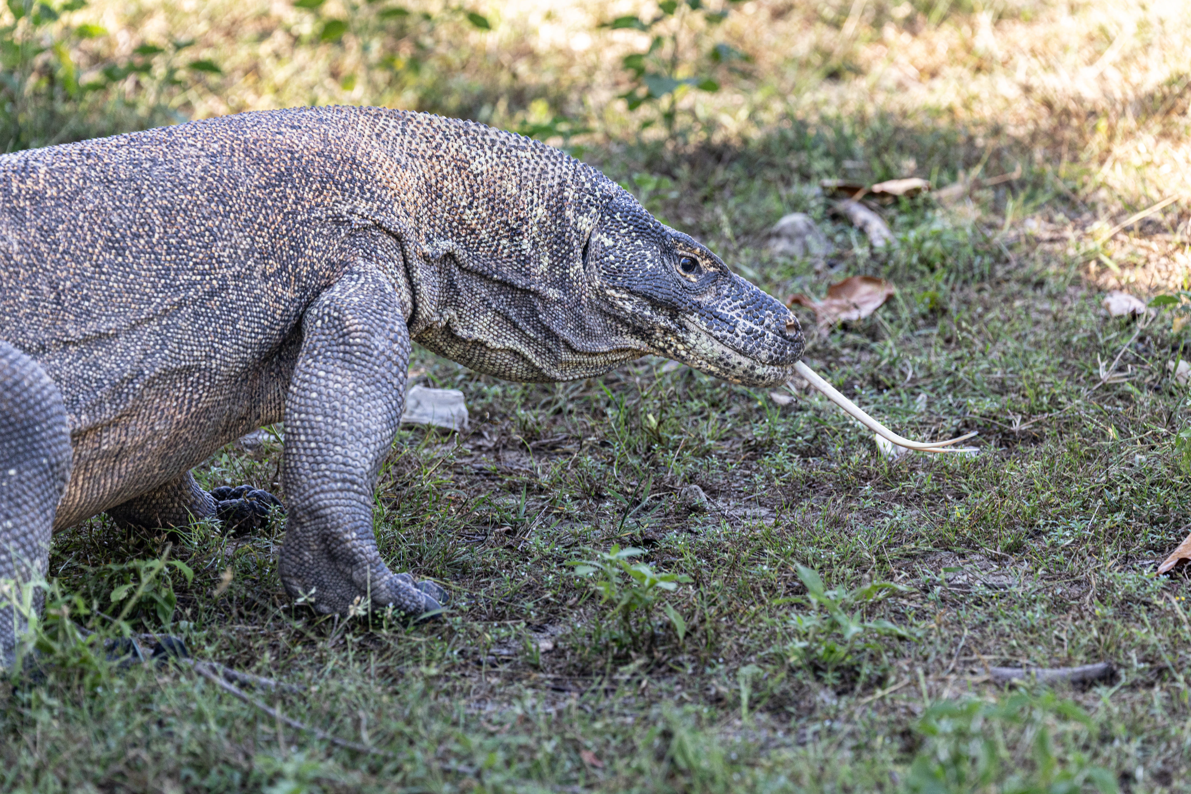 on komodo island