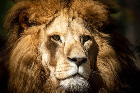 Yala National Park Safari Adventure from Ella – Wildlife & Nature Experience