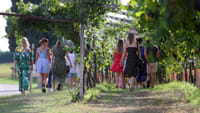 Winery Tour and Tasting of Garda Wines 2