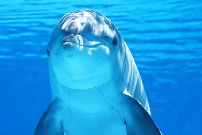Dolphin Photo Session with Transfer - Hurghada 5