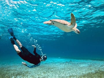 Cozumel Turtle Sanctuary Snorkeling Experience