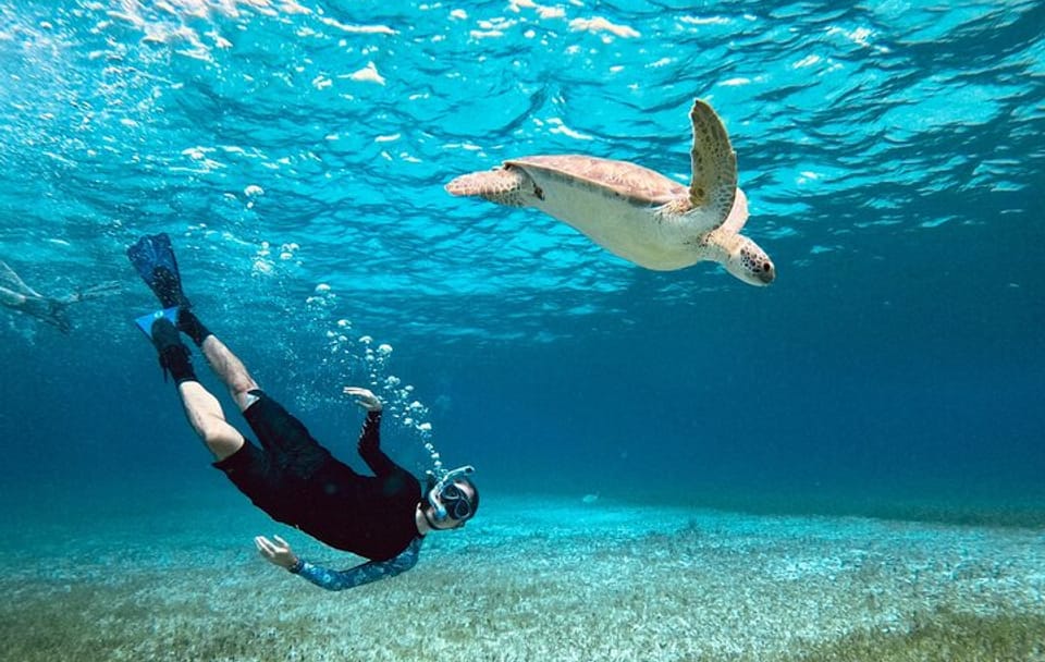 Cozumel Turtle Sanctuary Snorkeling Experience