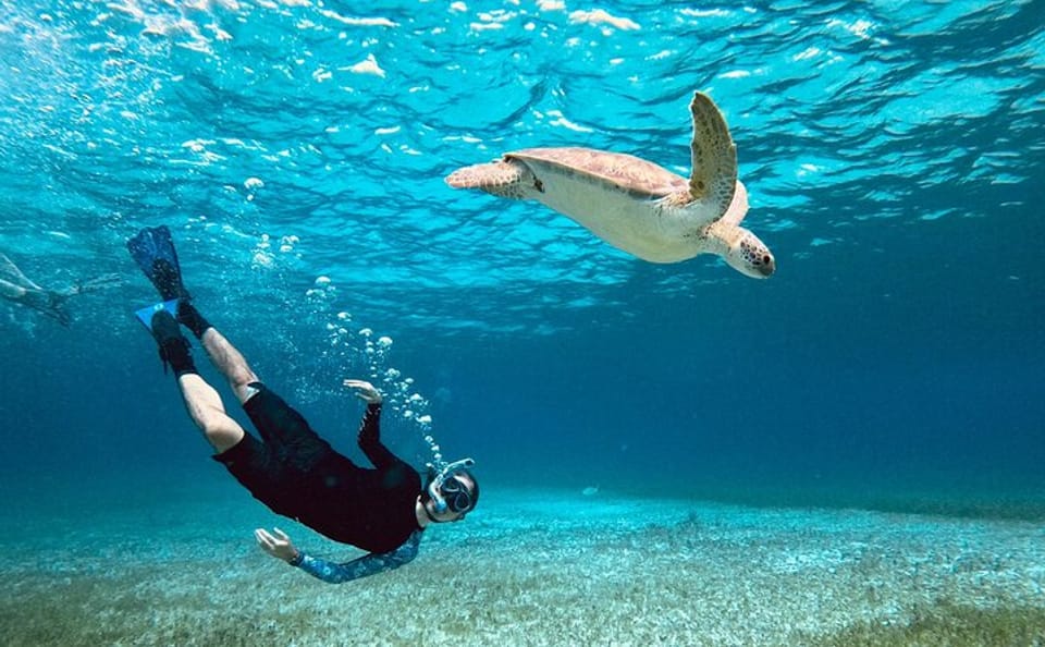 Cozumel Turtle Sanctuary Snorkeling Experience