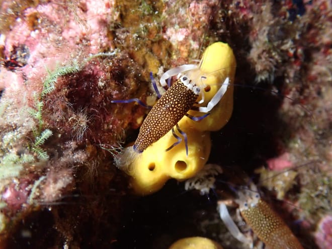 Night snorkeling in Porto Santo, Portugal
