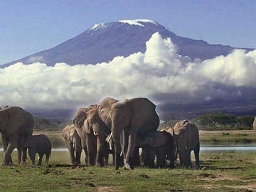 See Big 5 at the foot of Mount Kili