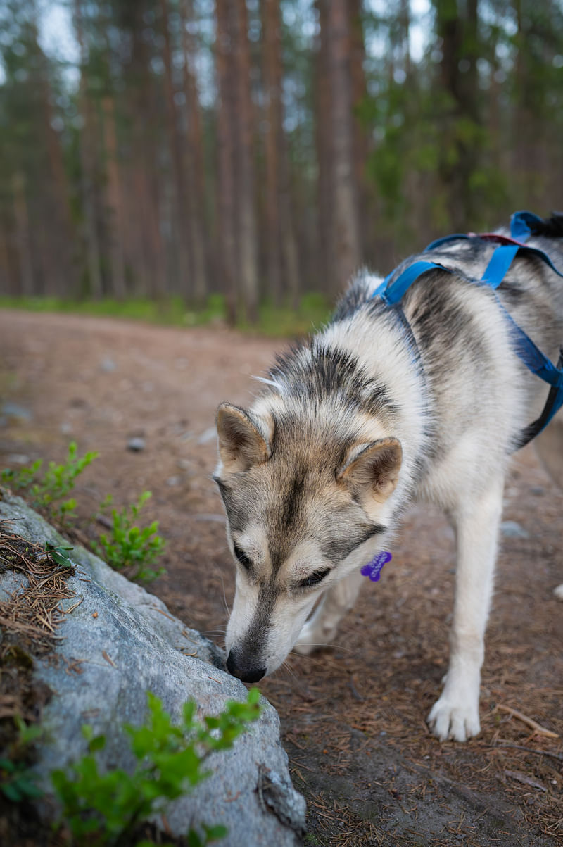 Midnight Sun Husky hiking, Husky Park, Siberian Husky, Rovaniemi Lapland