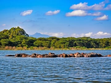 Hippos in Lake Nakuru