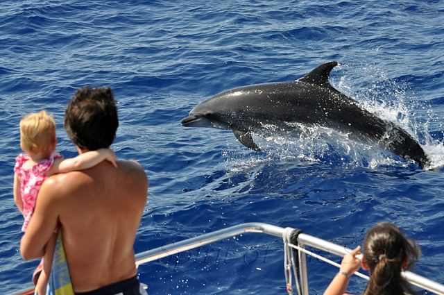 Avistamiento de delfines a bordo del Spirit of the Sea (sin servicio de traslados, salidas desde Puerto Rico)