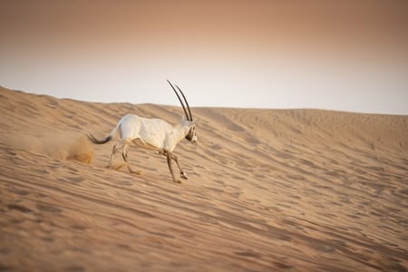Wadi Bani Khalid & Wahiba Sands Desert Safari from Muscat
