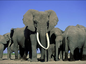6 Days Small Group Safari To Masai Mara, Nakuru And Amboseli