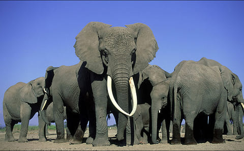 6 Days Small Group Safari To Masai Mara, Nakuru And Amboseli