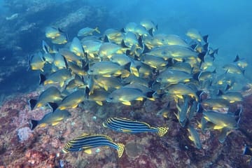 Small Group Snorkeling in Hikkaduwa