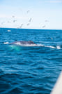 Whale swimming near the ocean surface during a Reykjavík whale tour