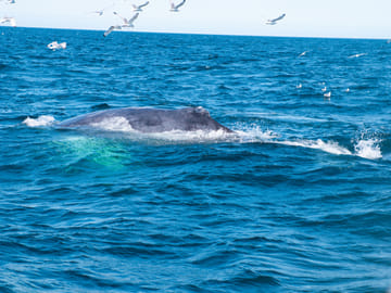 Whale watching adventures in Faxaflói Bay