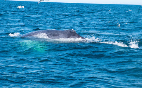 Whale Watching Express Adventure