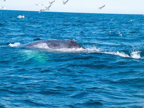 Whale swimming near the ocean surface during a Reykjavík whale tour