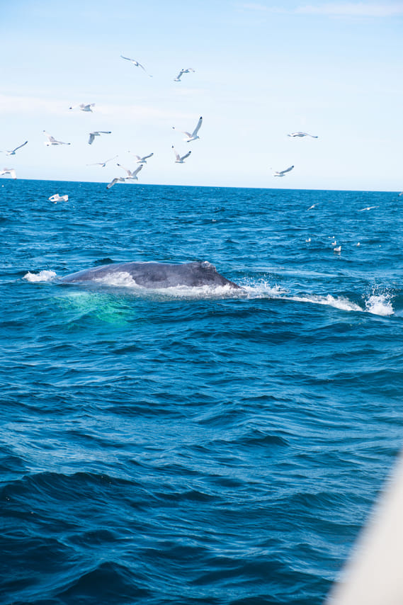 Whale swimming near the ocean surface during a Reykjavík whale tour
