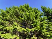 Local Adventures in the Rhodope Mountains 6