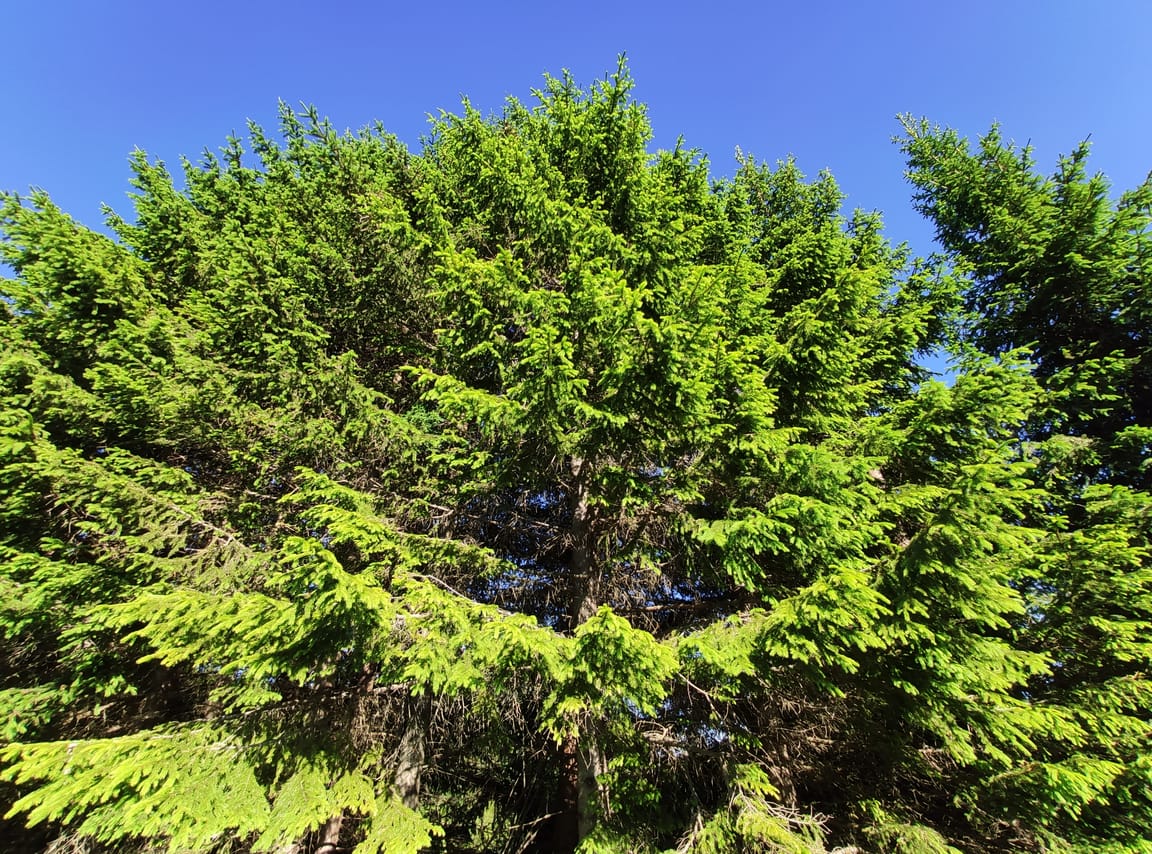 Local Adventures in the Rhodope Mountains 6