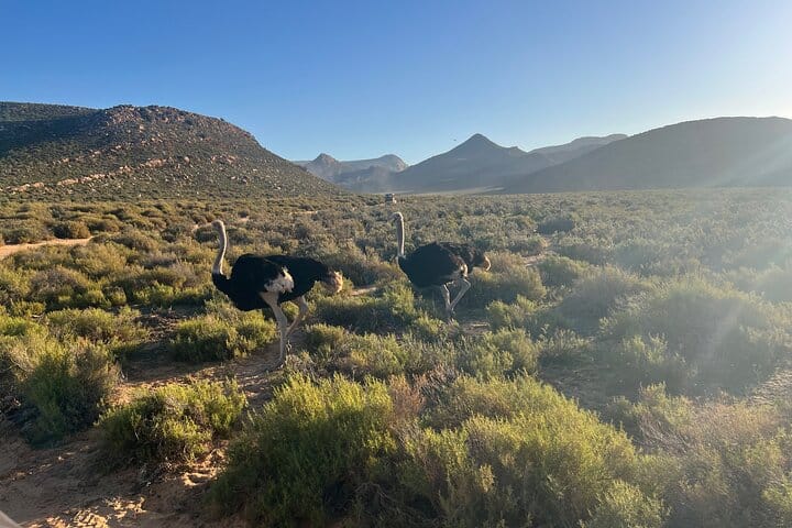 Cape Town Aquila Game Reserve Big 5 Sunset Safari with Transport