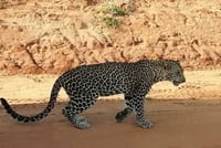 Private 3 Day Tsavo East Safari from Mombasa 7