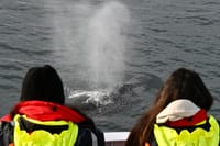 Reykjavík Classic Whale Watching 9