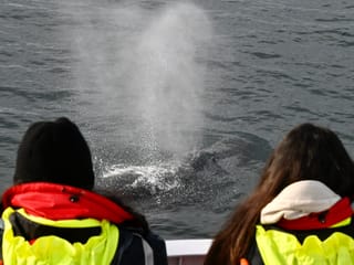 Reykjavík Classic Whale Watching , photo 9