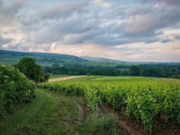 Private Wine Tasting Tour in Etyek with Danube Cruise from Budapest