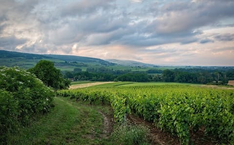 Private Wine Tasting Tour in Etyek with Danube Cruise from Budapest