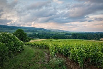 Private Wine Tasting Tour in Etyek with Danube Cruise from Budapest