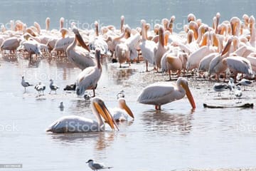 2 Days Tour Lake Nakuru Hells Gate and Lake Naivasha from Nairobi