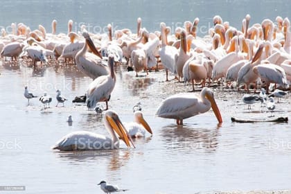 2 Days Tour Lake Nakuru Hells Gate and Lake Naivasha from Nairobi