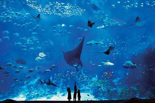 Sentosa Island S.E.A. Aquarium Entrance with Private Transfer from Singapore