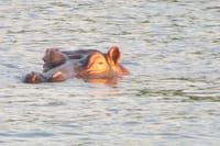 Hippos