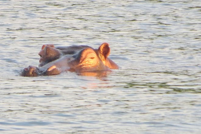 Hippos