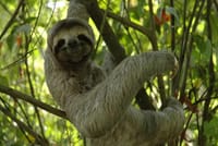 Puerto Limon Sloth Lovers and Tortuguero Canal Shore Excursion 1
