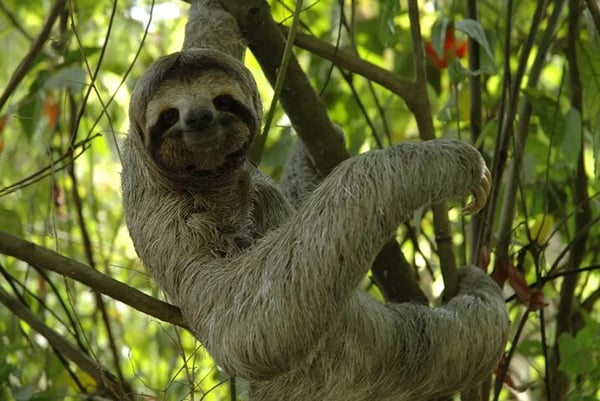 Things to do in Limon