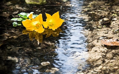 Buskett Woods and Dingli Cliffs Nature Walking Tour in Malta
