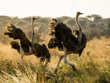 Tanzania Active Family Adventure