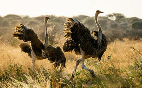 Tanzania Active Family Adventure
