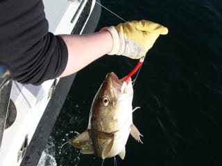 Reykjavík Sea Angling Gourmet, photo 6