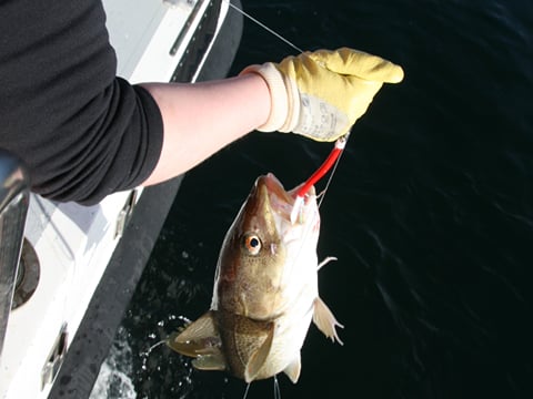 Reykjavík Sea Angling Gourmet, photo 6