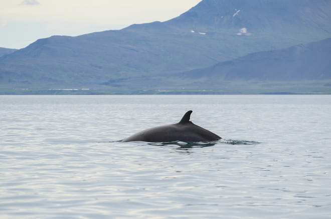 ATV & Whale Watching 4